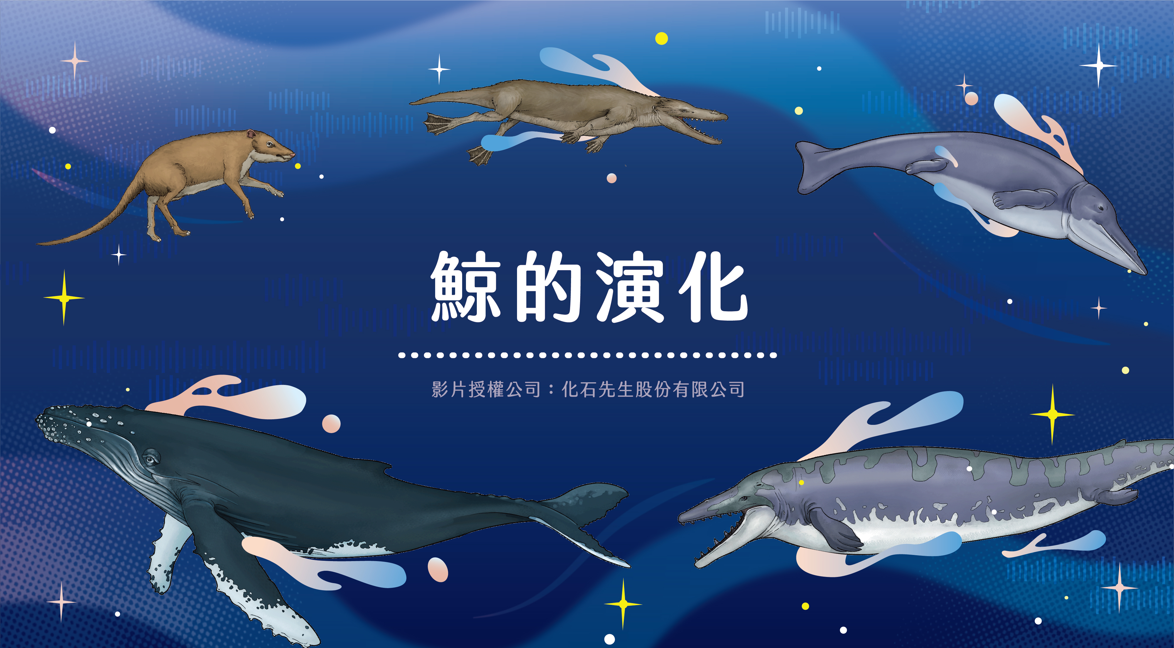 化石先生-河口鯨靈 語音導覽動畫